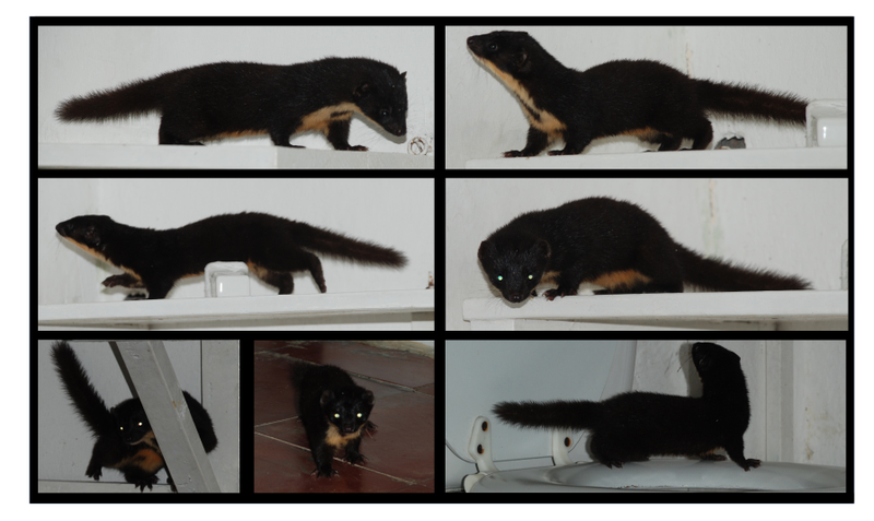 More photos of the Colombian weasel